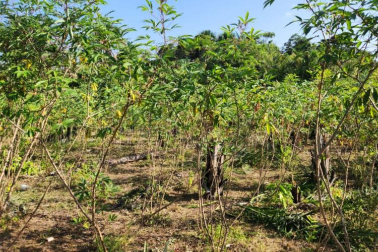 Sem o GEA tomar medidas, praga da mandioca avança no Amapá e afeta agricultura familiar 